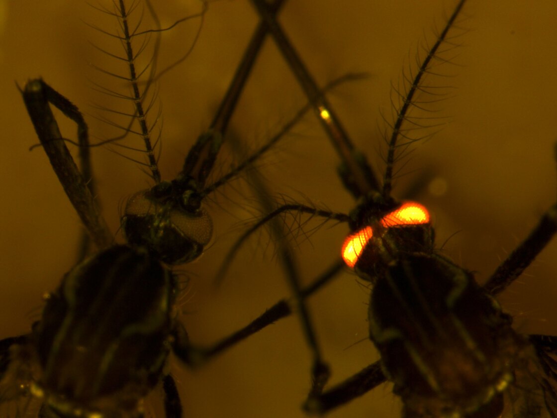 Scientists at Australia's CSIRO have genetically engineered mosquitoes that are resistant to all four serotypes of the dengue virus