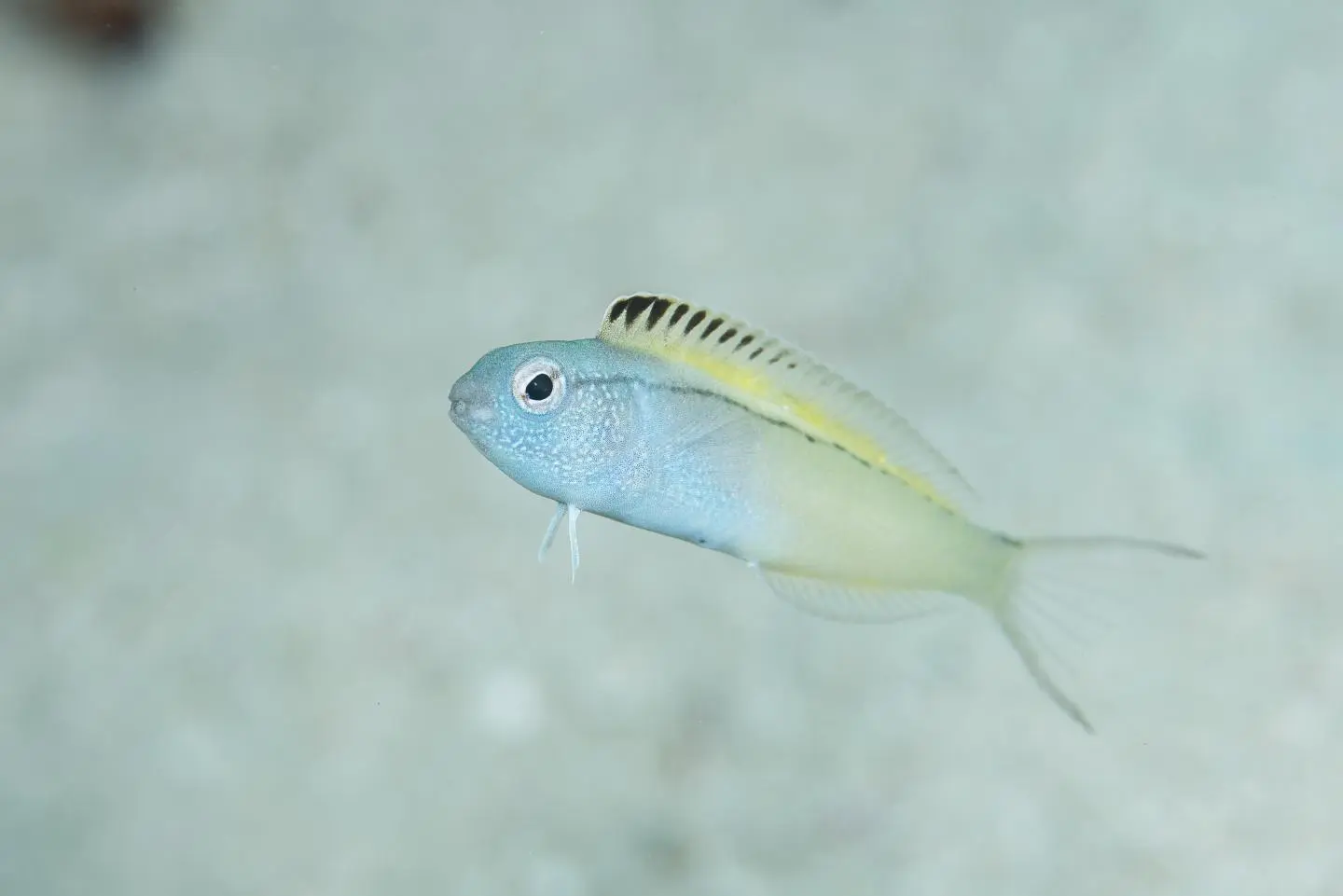Like scotch bonnet peppers, the venomous fang blenny proves once again that size isn't everything