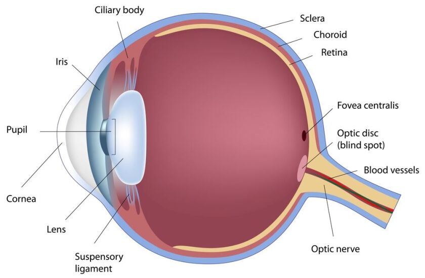 A diagram of the human eye, indicating the location of the sclera and choroid - labels at top right (Image via Shutterstock)