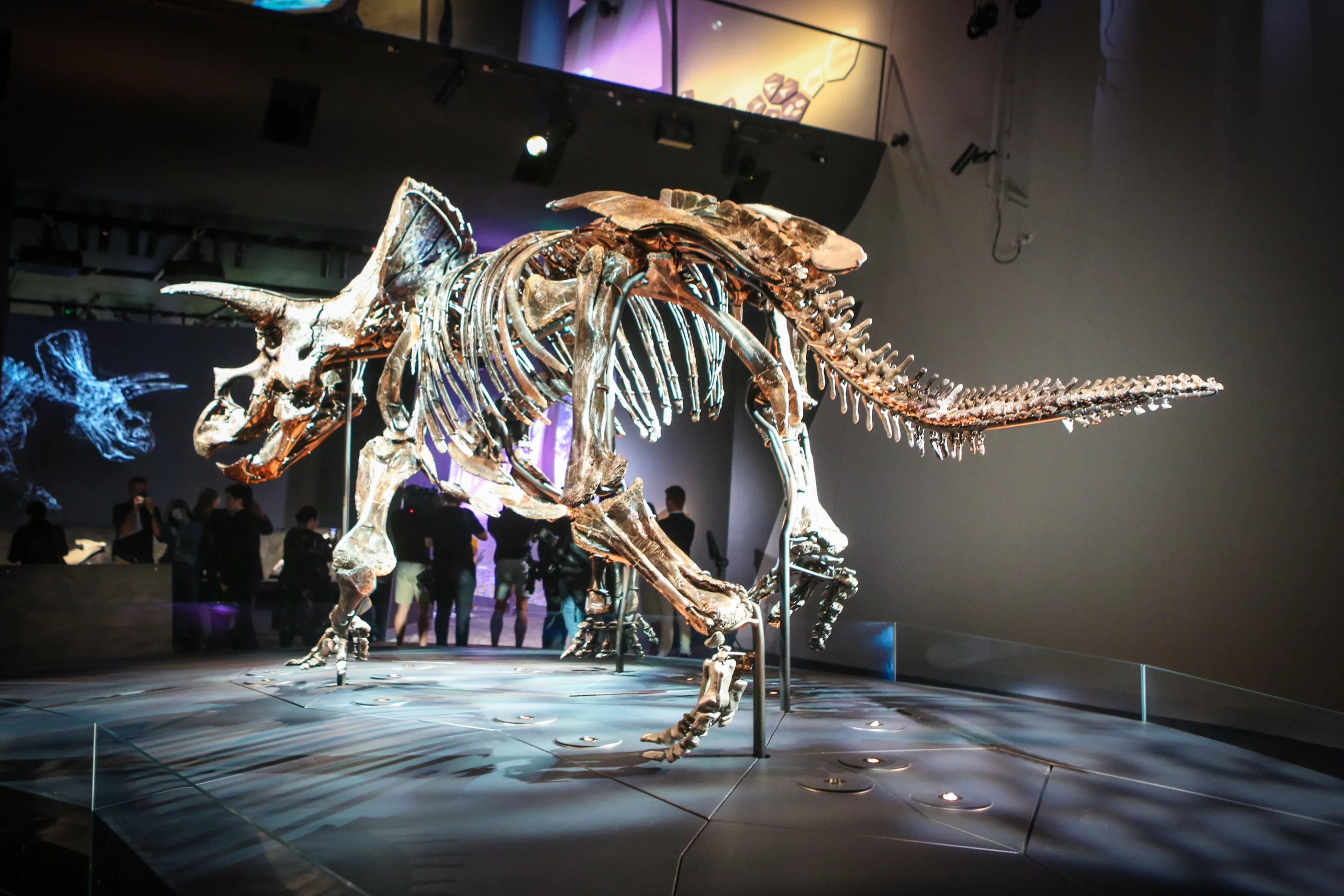 The exhibition allows visitors to walk all the way around Horridus to examine the skeleton from all angles