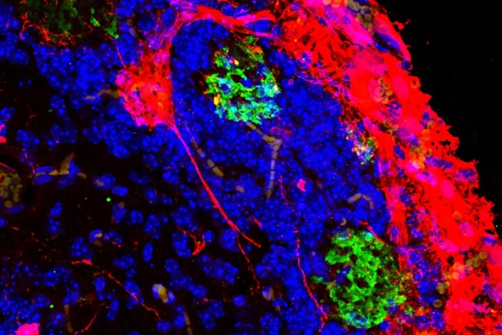 A mix of rat (red) and mouse (green) neurons created the circular odor processing centers in the hybrid brain