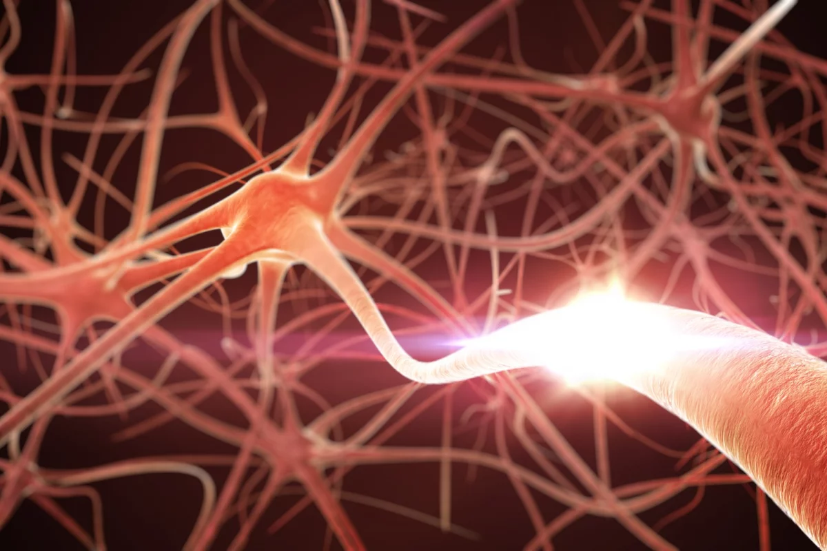 A breakthrough study has revealed an entirely new communication pathway between cells in the gut and the brain