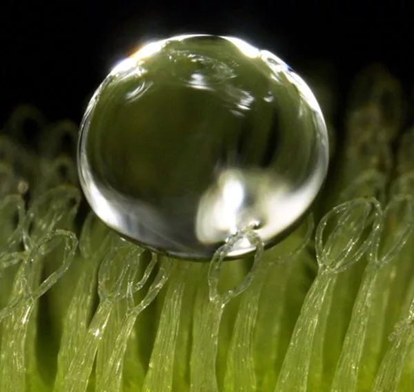 A water droplet suspended on the trichomes of a salvinia molesta fern