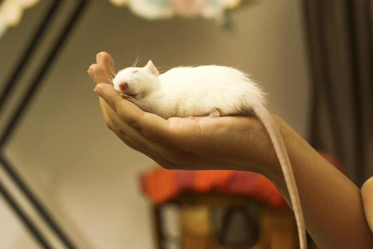Researchers have induced an extended hibernation-like state in rats, which normally don't hibernate