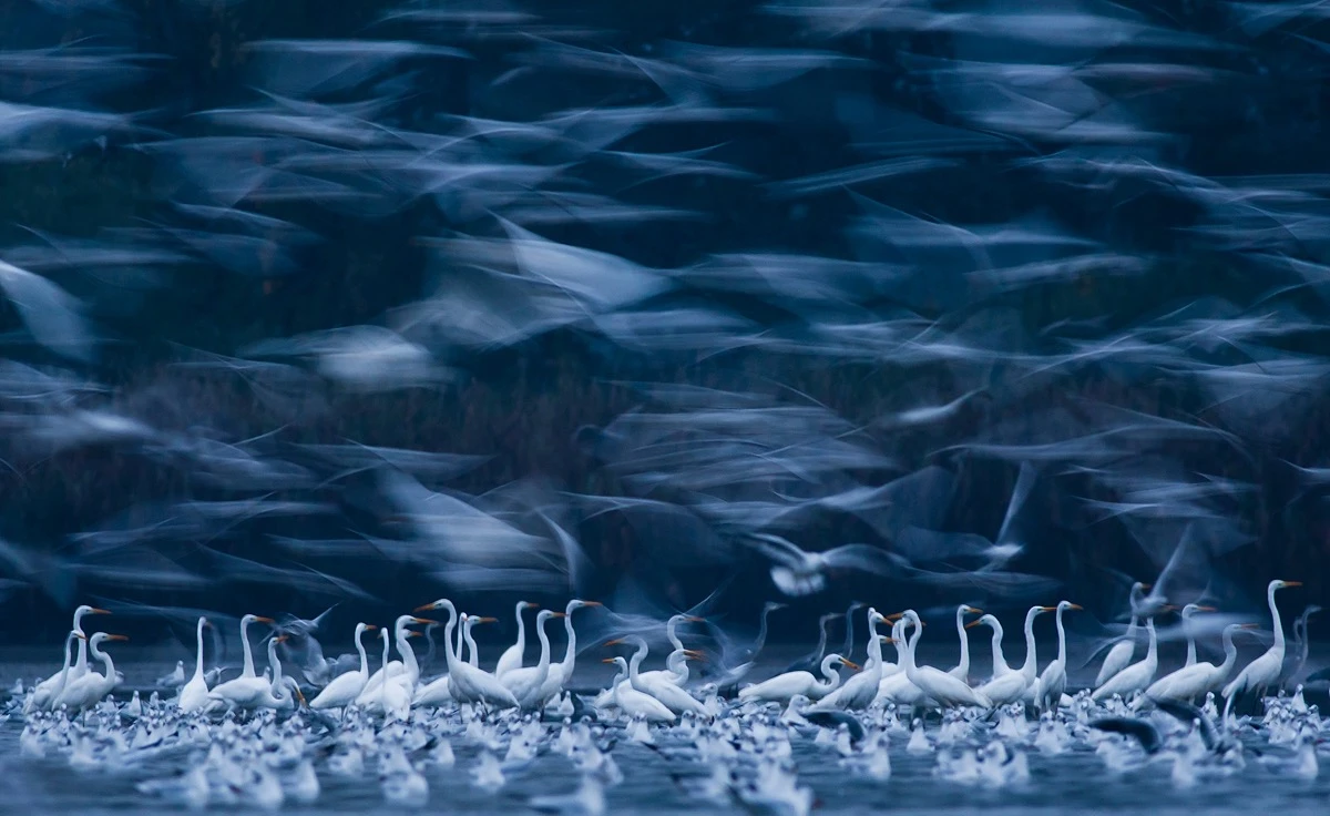 Mateusz Piesiak: Phantoms of the morning - 1st Place in Wildlife and Animals, Amateur