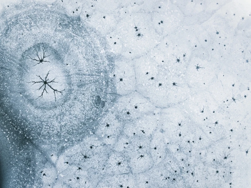 Wetland Winter: Highly Commended in the Nature category