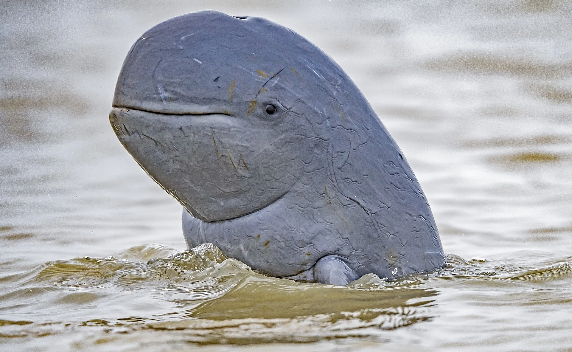 Special Mention - Animal Portraits. I Spy, You Spy, Irrawaddy Dolphin, Chilika Lake, Odisha