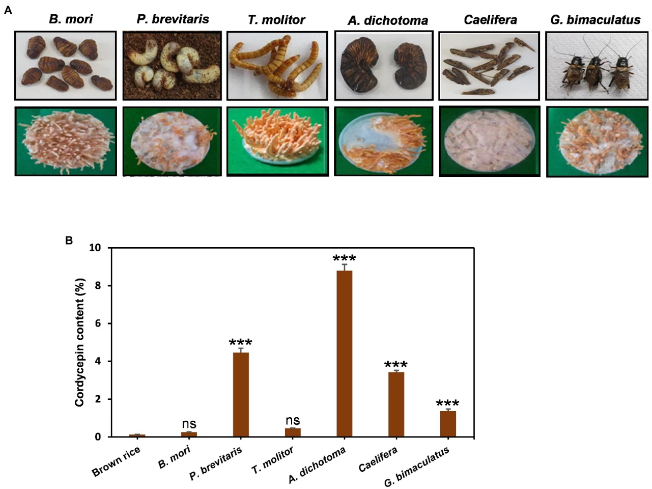 Korean researchers cultivated Cordyceps on six different types of food-grade insect, and found they were able to radically boost the production of cordycepin in the resulting fungal growths