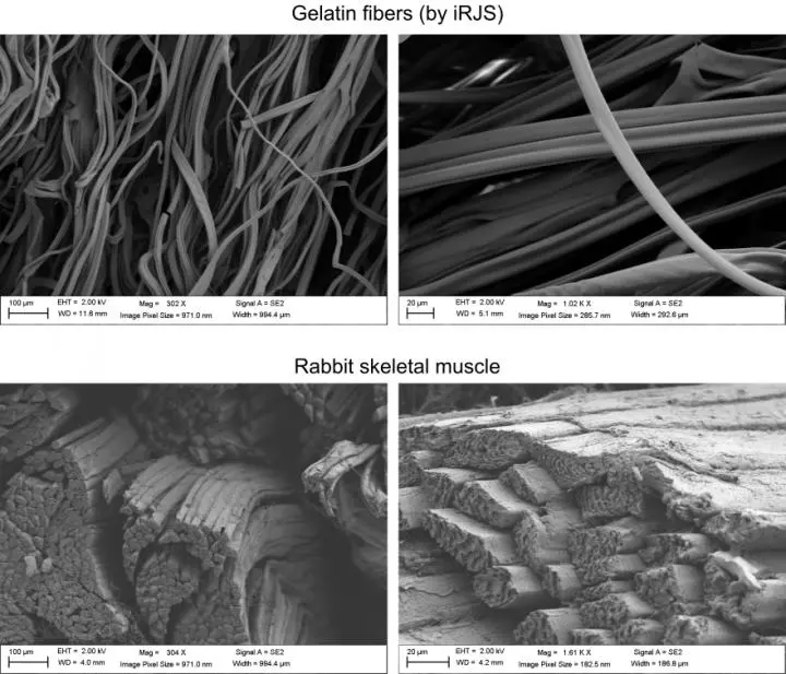 A comparison of the gelatin fibers (top) and natural rabbit skeletal muscle (bottom)