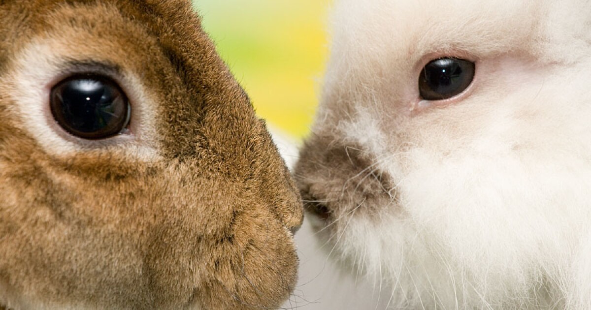 Labgrown eye tissue restores rabbits' vision