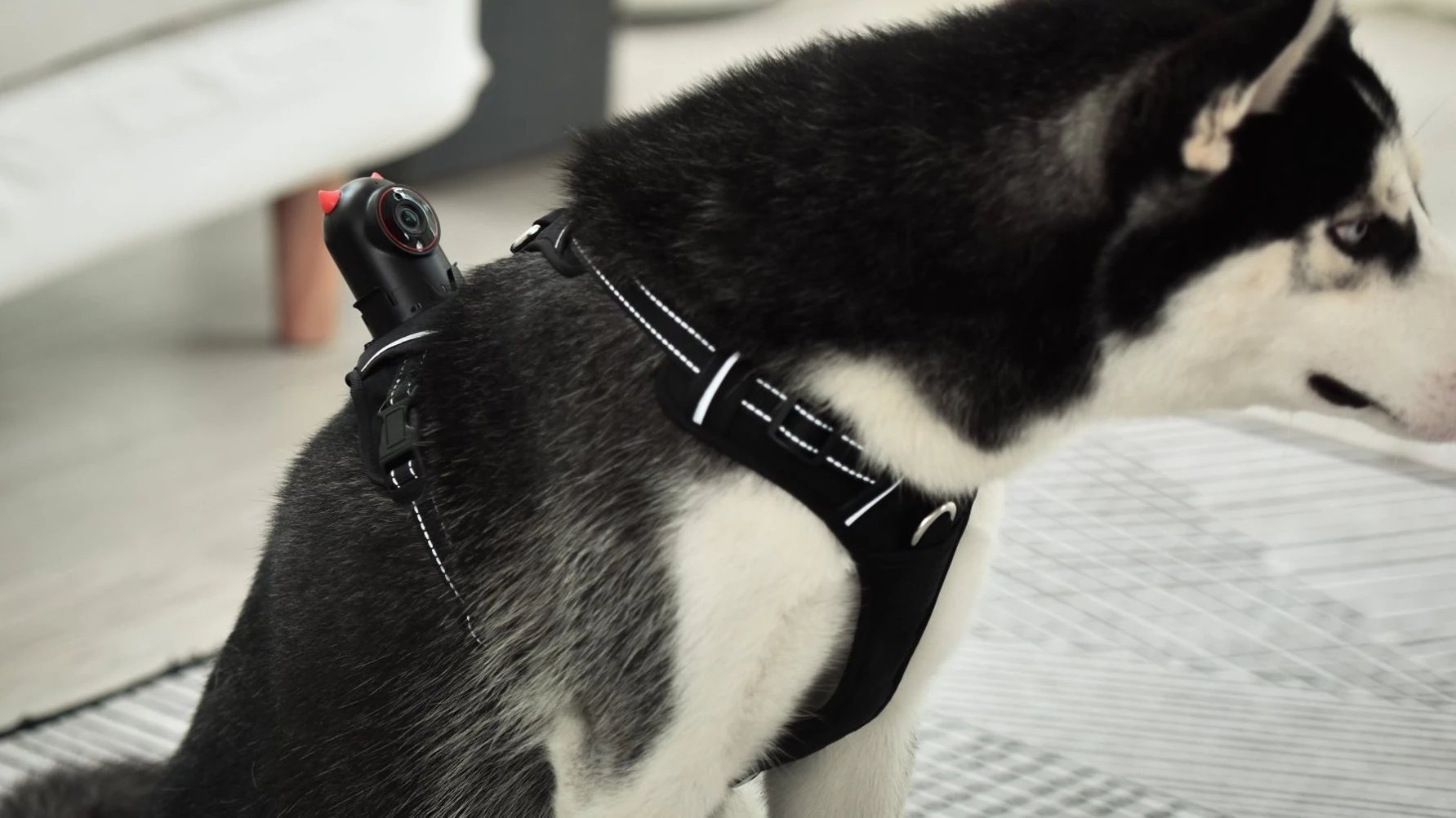 PetNow is available in five harness sizes