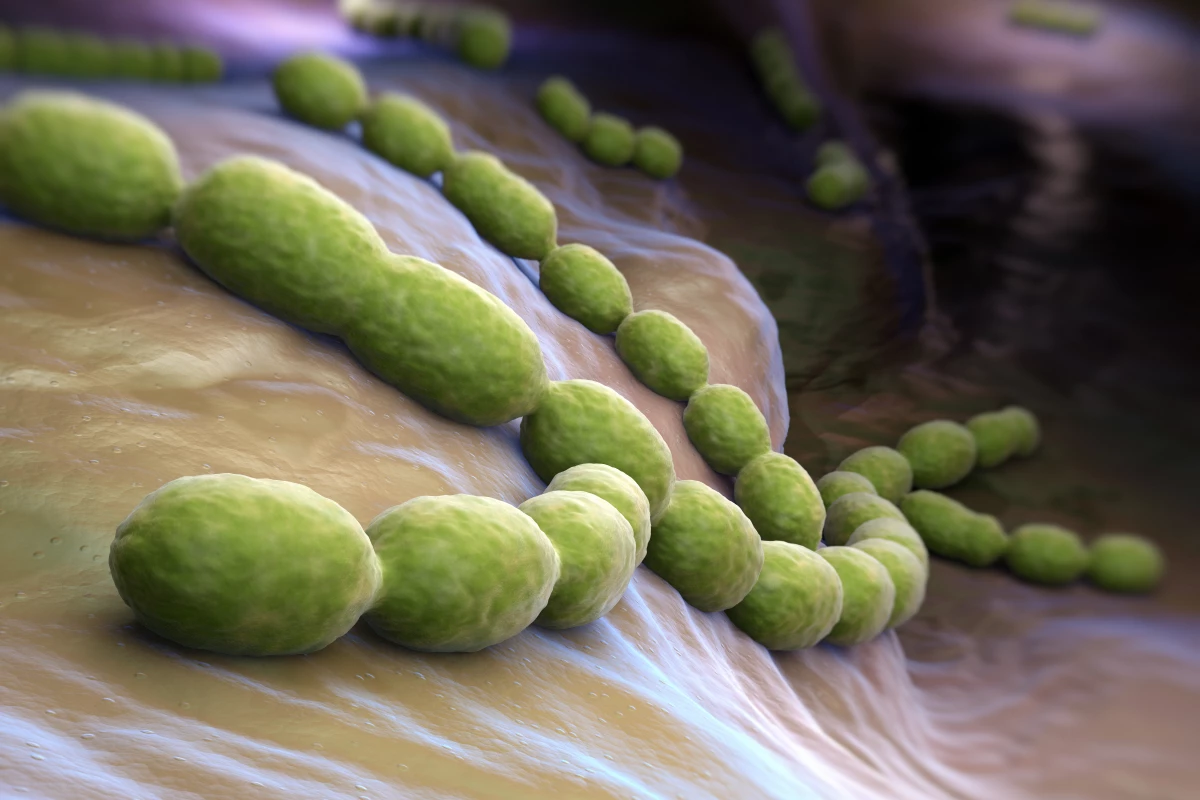Researchers at the University of Bristol have found that bacteria in the Streptococcus family use a "molecular lasso" to grab hold of host cells, in what they call a catch-clamp mechanism
