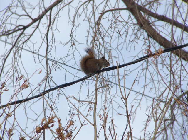 A red squirrel ...