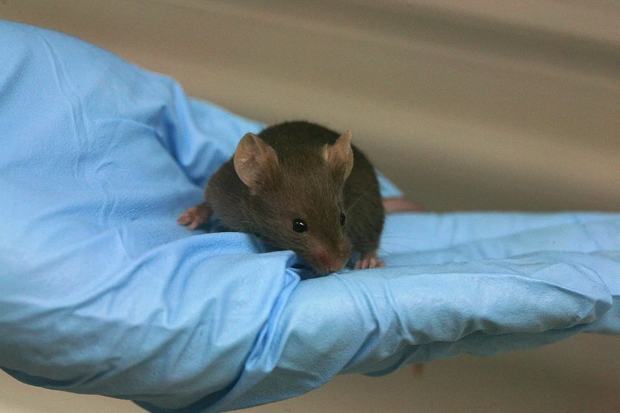 A protein that's more abundant in young mice appears to reverse the aging process in older animals (Photo: Rama)