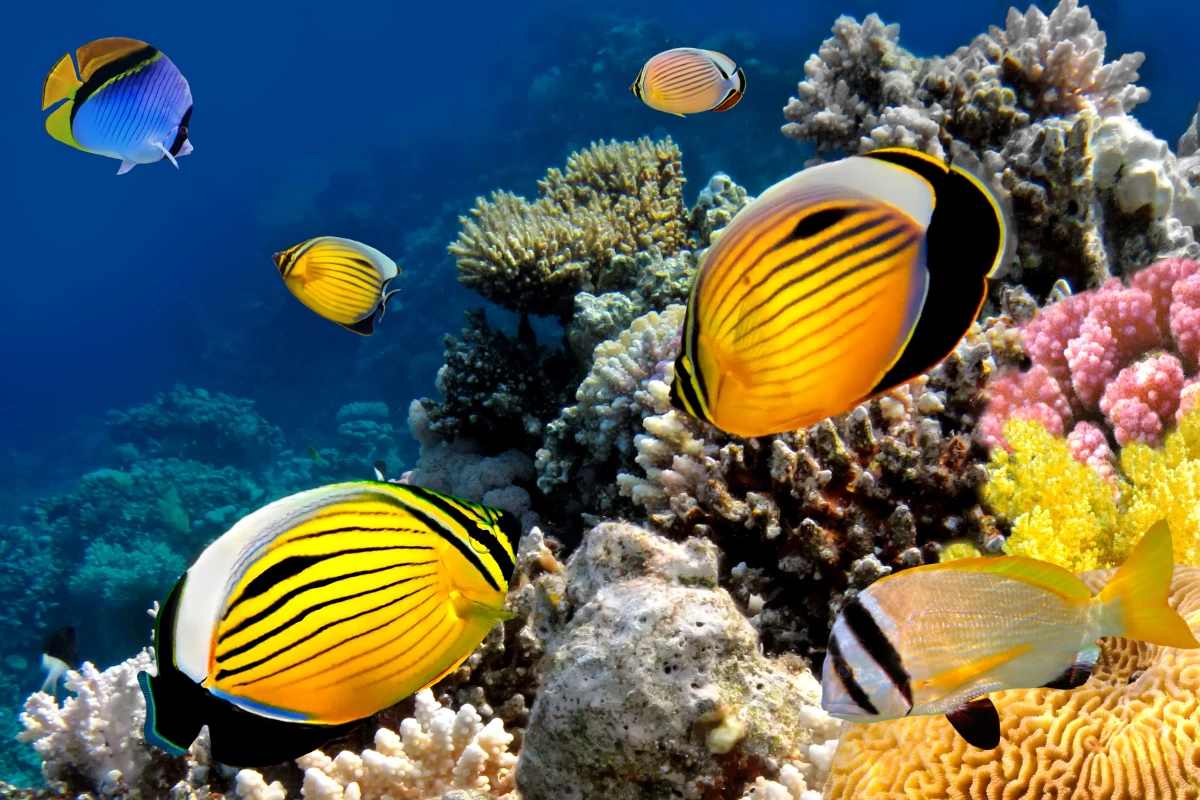 Many species of butterflyfish eat coral, but it turns out they're more friend than foe