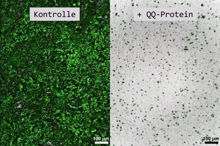 The left side shows a biofilm made up of the Klebsiella oxytoca bacteria, while the left shows a significant reduction in the bacteria in the presence of quorum quenching protein QQ-2