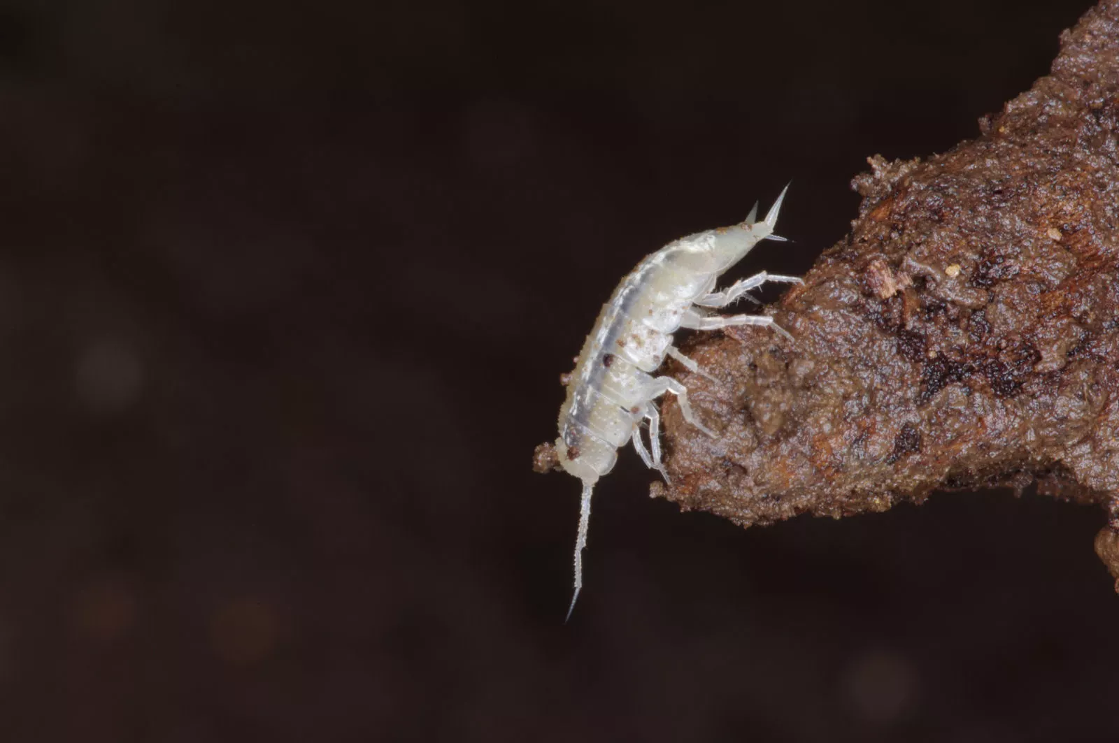 The team will study life in the caverns (Image: ESA–F. Sauro)