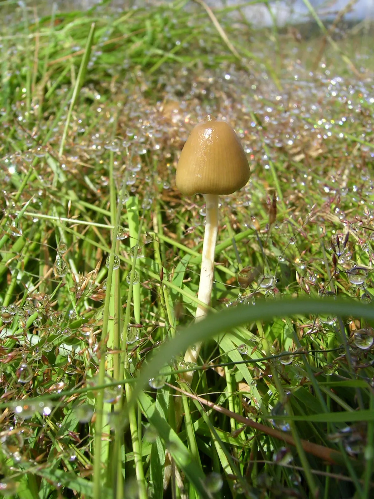 A Phrygian cap, also known as the 'liberty cap' - one of over 200 species of fungi producing Psilocybin (Photo: CC)