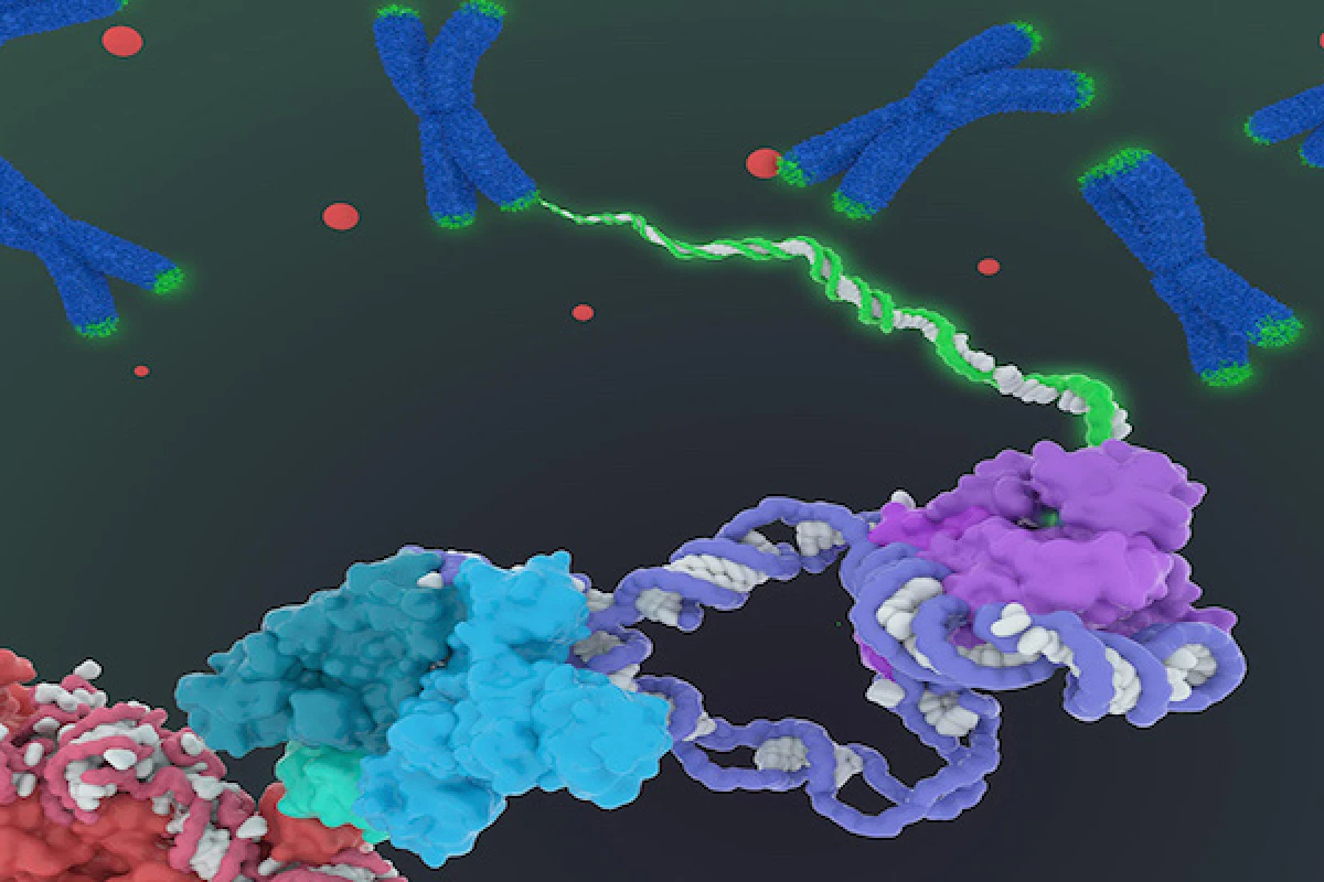 An artist's rendition of the enzyme telomerase (bottom), as it feeds DNA back into the telomeres, the green protective caps on the ends of chromosomes (blue Xs)