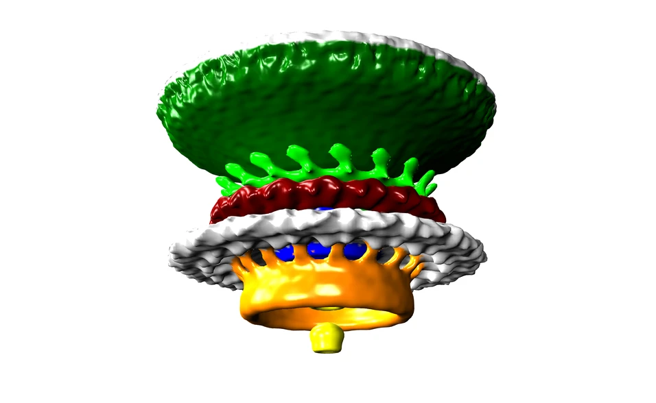 The engine that drives the flagellum of the Campylobactor bacteria, the most common bacteria that cause gastroenteritis worldwide