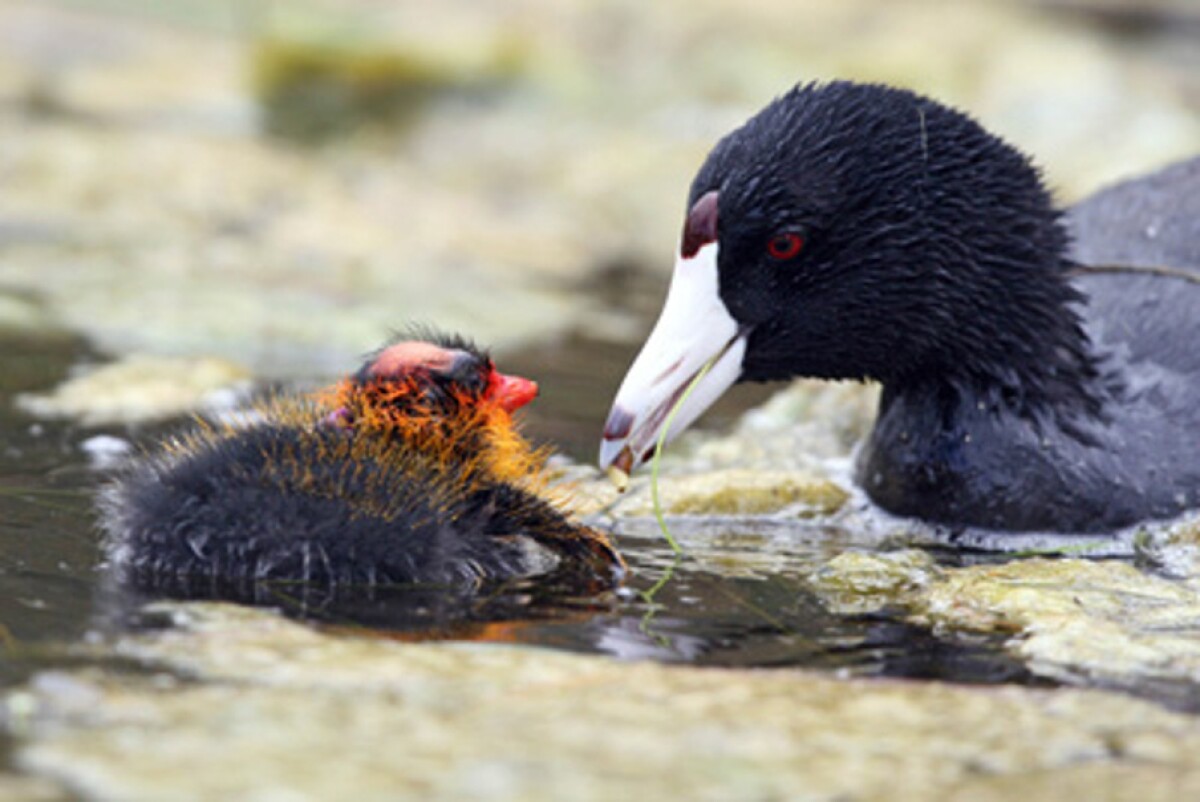 Coot chicks use bright colors to get preferential treatment