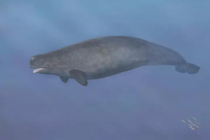 A depiction of what the hybrid may have looked like in life
