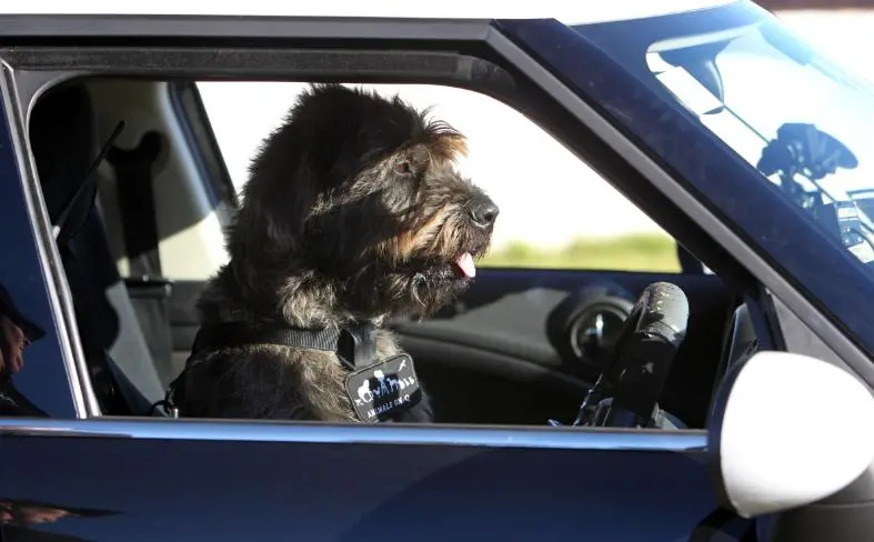 Monty looks comfortable at the wheel