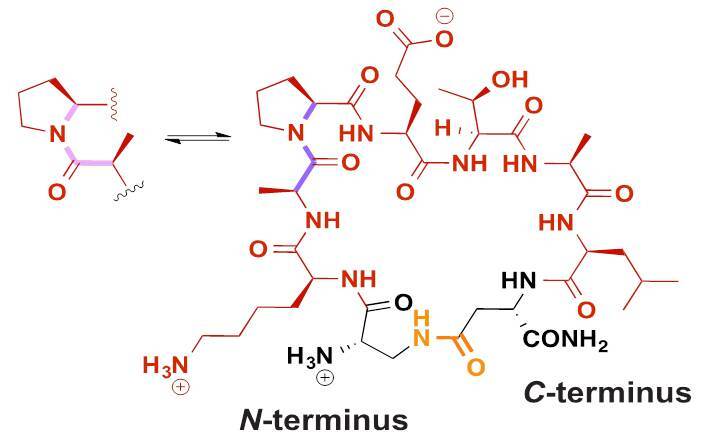 MiniAp-4, a modified peptide could help ferry drugs through the blood brain barrier