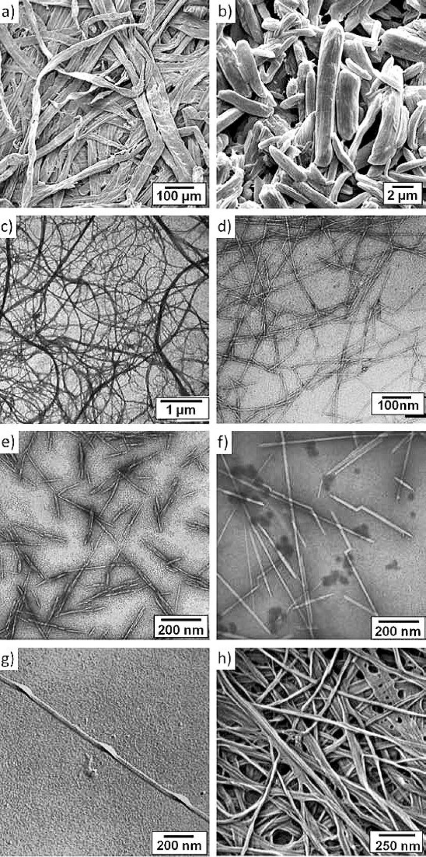 Cellulose fibers and the smaller structures within them - a) fiber from wood pulp; b) microcrystalline cellulose; c) microfibrils of cellulose; d) nanofibrils of cellulose; e) cellulose nanocrystals from wood pulp; f) CNCs from sea squirts (the only animal source of cellulose microfibrils); and g,h) cellulose nanofibrils from other sources