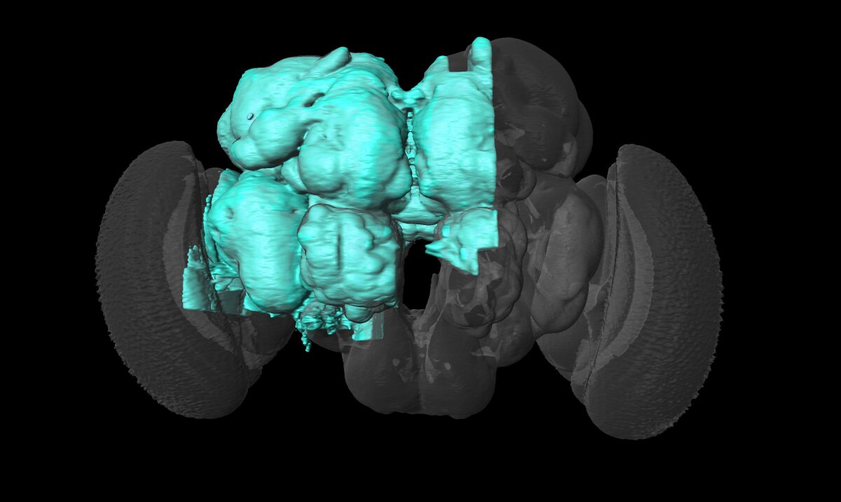 The fly's hemibrain is highlighted here in blue as a subsection of the whole brain. It holds key areas for functions such as learning, navigation, smell, vision and others