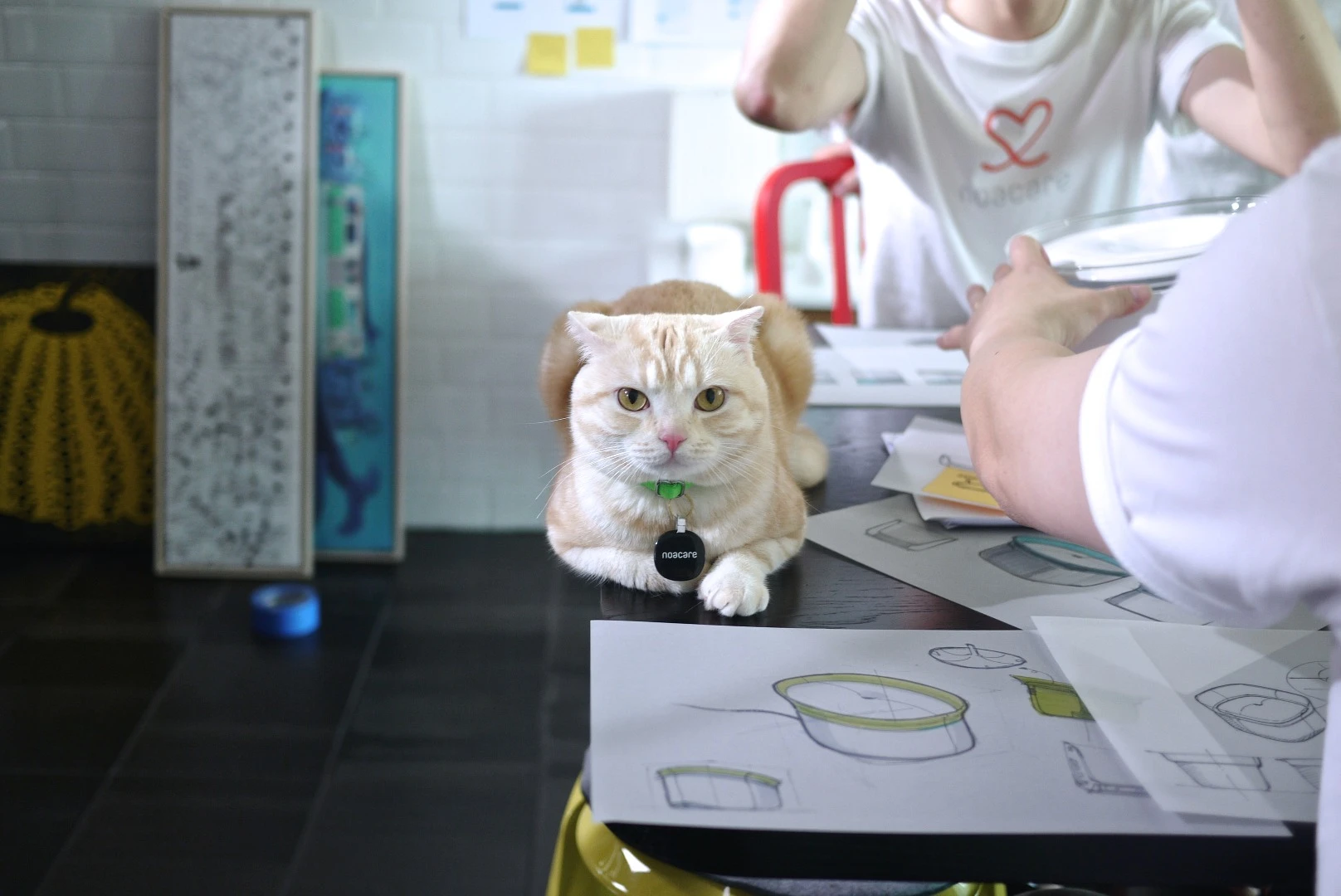 Many cats assisted in the making of Pura