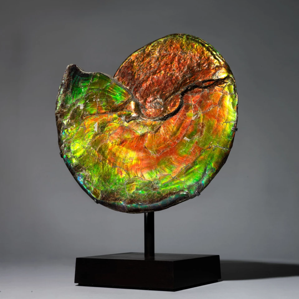 This 22-inch Iridescent Ammonite sold for £325,000 ($422,410) at Christie’s on October 28, 2020