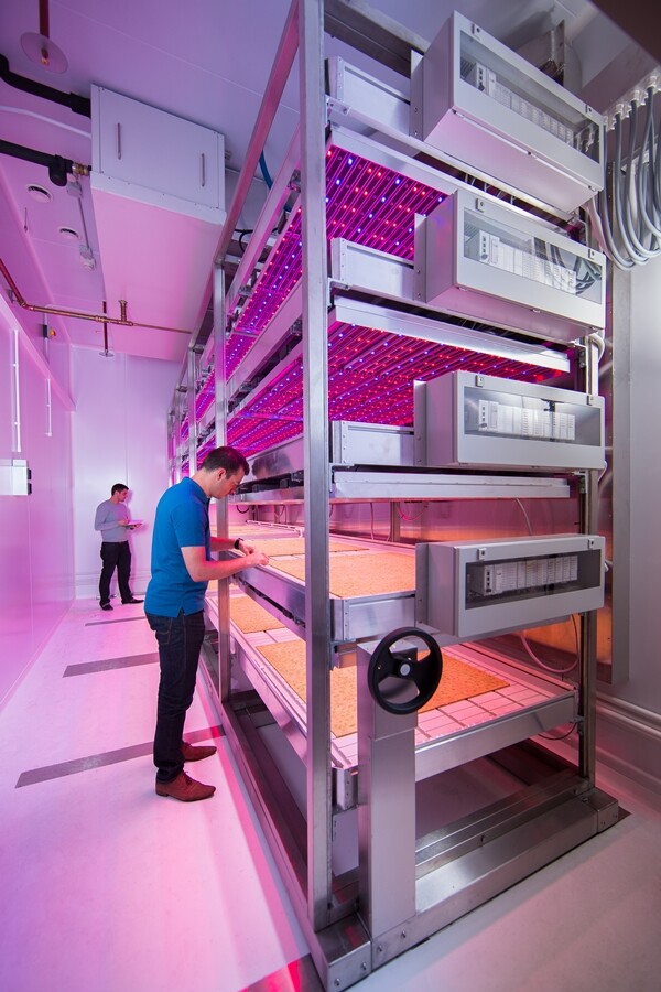 Crops at the Philips GrowWise City Farming research center are planted in four-layered mechanized racks and there are eight rooms with set climactic conditions