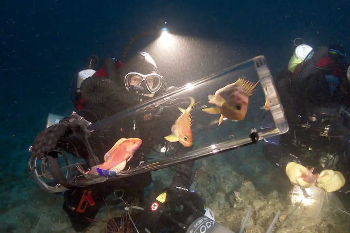 Fish are gathered in the SubCAS collection jar
