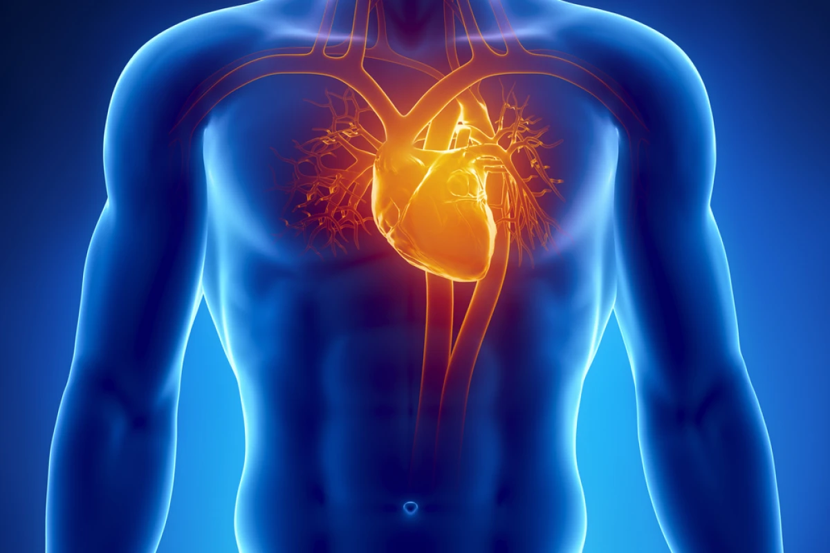 Ordinary heart cells have been transformed into working replicas of SAN cells, which allow the heart to beat (Image: Shutterstock)