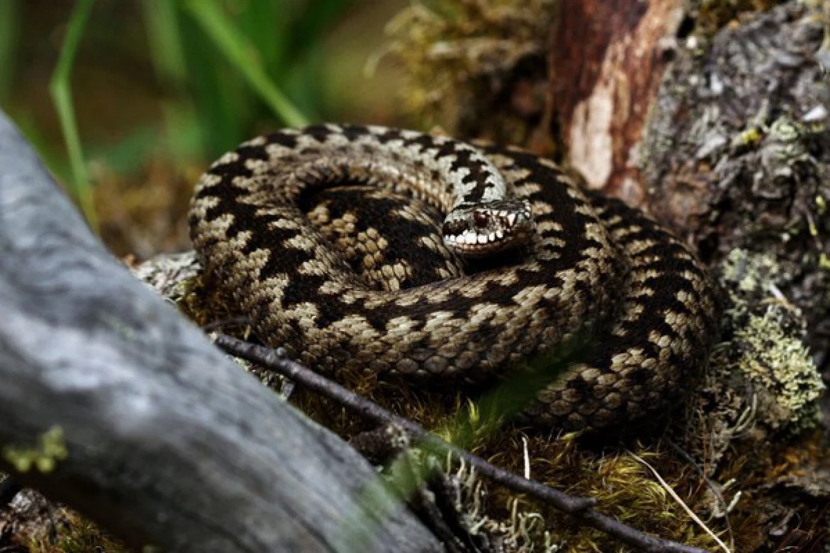 The European viper's zig-zag pattern helps the snake remain undetected, provides a warning of the snake's dangerous defense, and can produce an illusionary effect that may hide the snake's movement as it flees