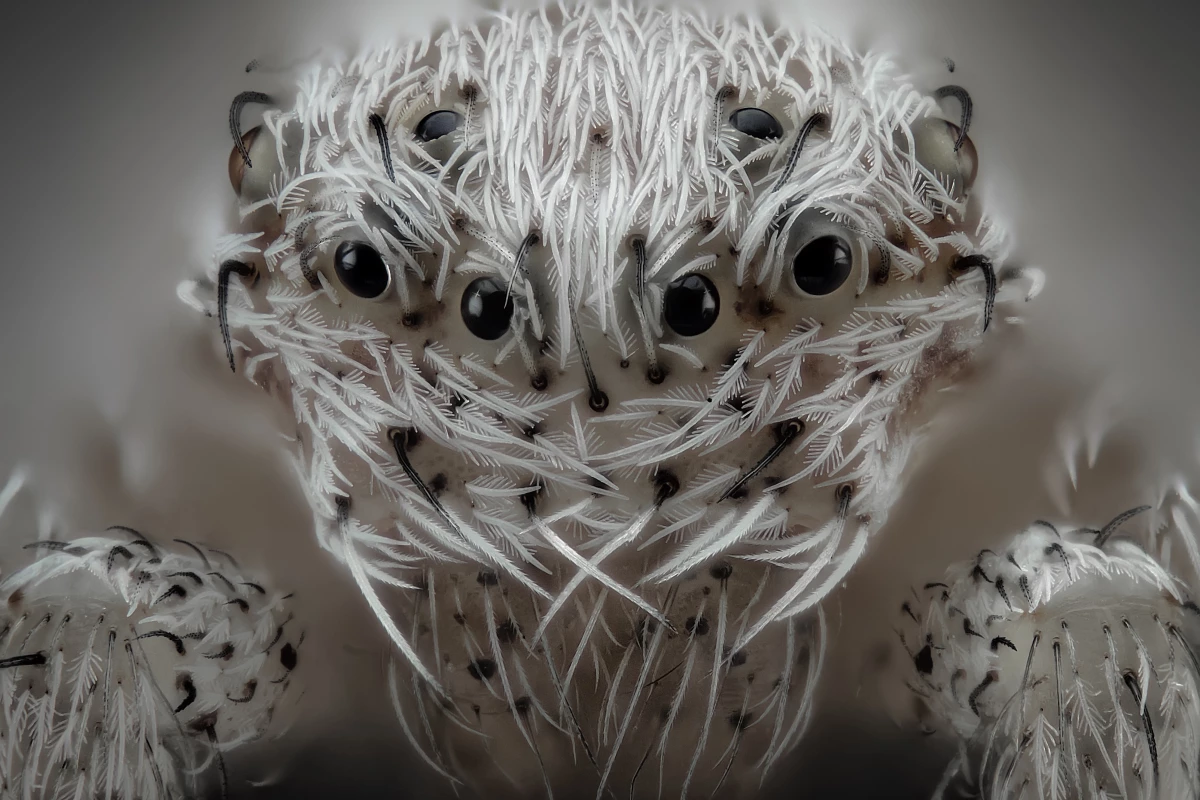 6th Place winner in the Nikon Microscopic Photography Awards. Small white hair spider