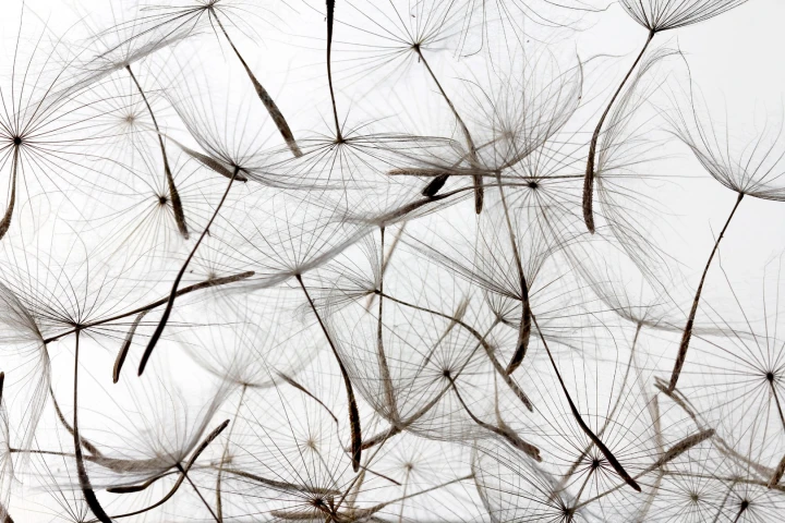 The researchers think the discovery could inform the design of tiny airborne drones