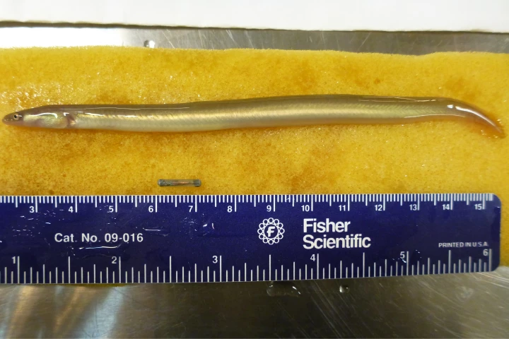 The ELAT tag (directly above ruler) beneath a juvenile American eel