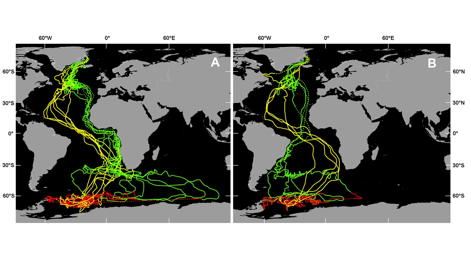 Interpolated geolocation tracks of 11 Arctic terns tracked from breeding colonies in Greenland (n = 10 birds) and Iceland (n = 1 bird). Green = autumn (postbreeding) migration (August/November), red = winter range (December/March), and yellow = spring (return) migration (April/May). Two southbound migration routes were adopted in the South Atlantic, either (A) West African coast (n = 7 birds) or (B) Brazilian coast. Dotted lines link locations during the equinoxes