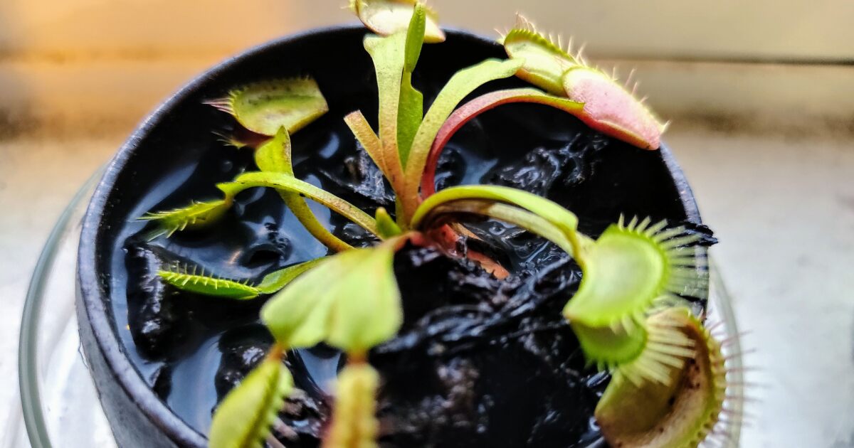 How Venus fly traps catch prey without a nervous system How Venus fly traps catch prey without a nervous system