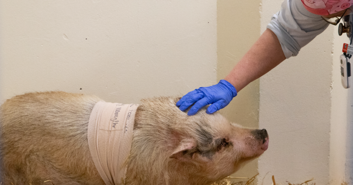Ear canal removal carried out on a pig for the first time