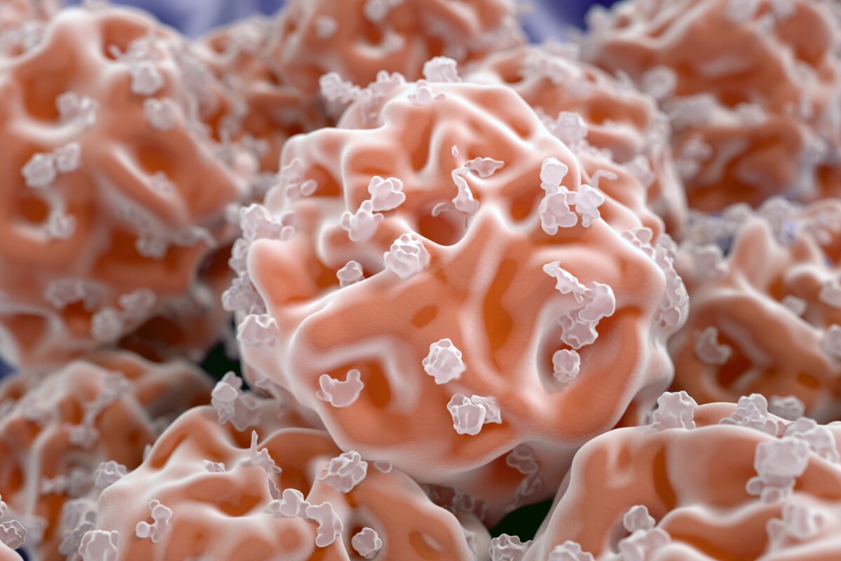 연구자들은 새로운 유형의 전구 세포를 발견했습니다.<BR>