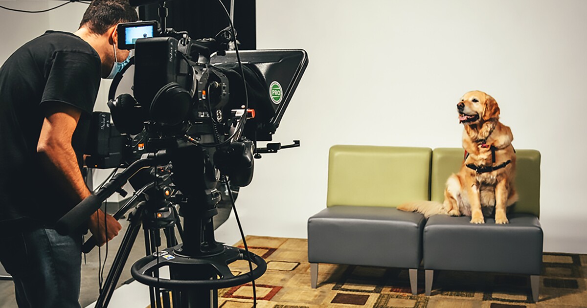 Virtual therapy dogs reduce stress in just five minutes Virtual therapy dogs reduce stress in just five minutes