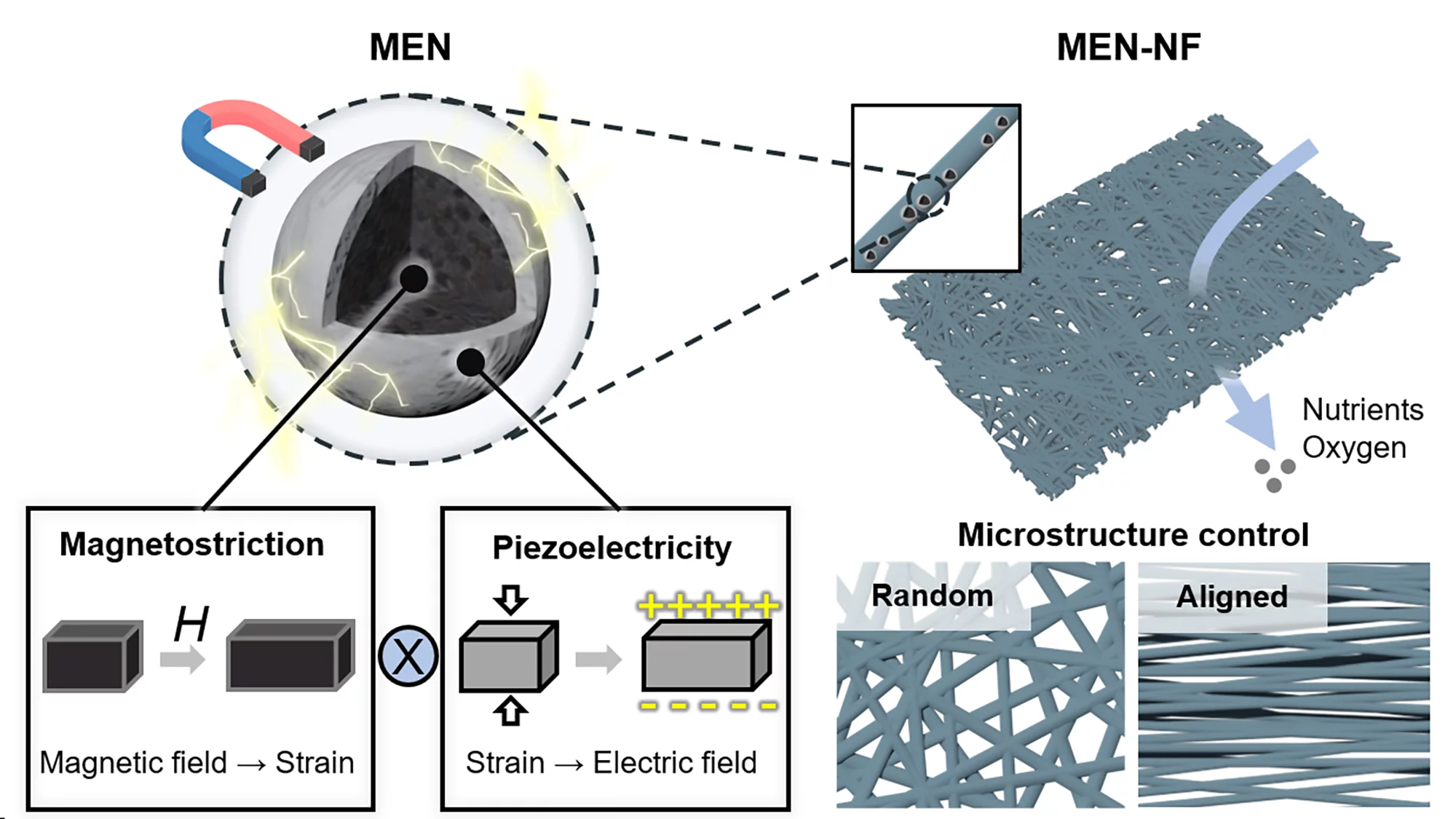 The structure of an individual MEN and how they're integrated into a porous nanofiber sheet