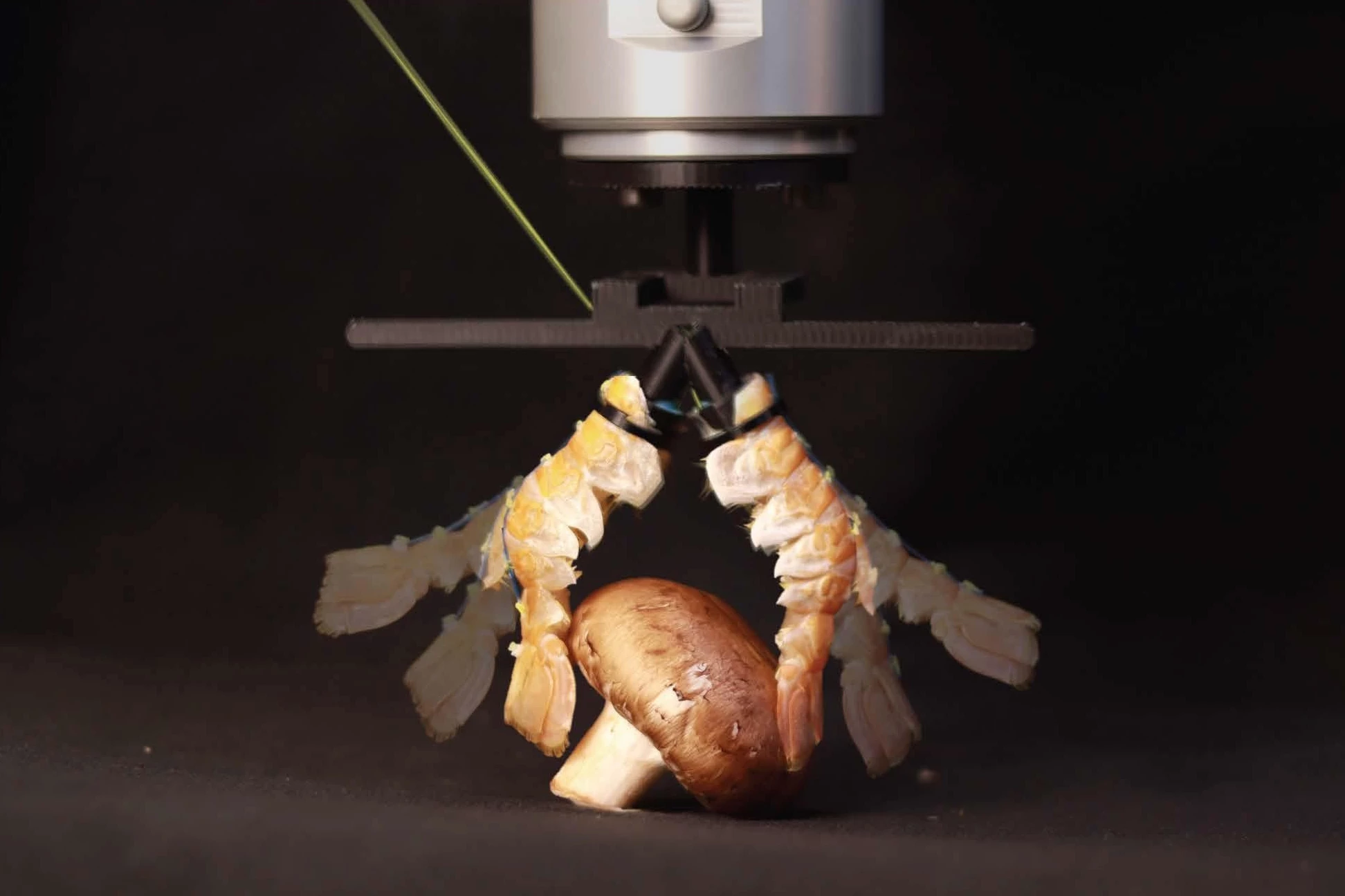 EPFL's experimental robotic hand uses its lobster-tail fingers to grasp and lift a mushroom