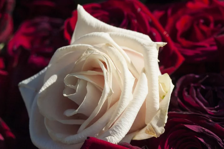 The chaotic organization of a rose petal's epidermis turns out to be a very efficient surface for absorbing light