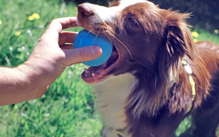 When the ball is tossed, built-in sensors track the ball's motion through the air