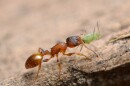 A tapeworm has been found to bestow the gift of a long, lazy life on a species of Temnothorax ant ... but it's not all good news