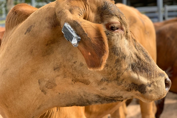 Plans call for the Ceres Tag to be made smaller and lighter, and to also incorporate a body-temperature sensor